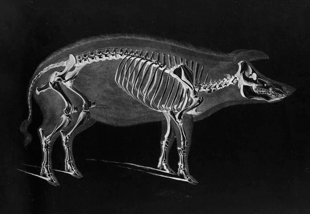 Pig Skeleton by Eduard Joseph D'Alton circa 1821