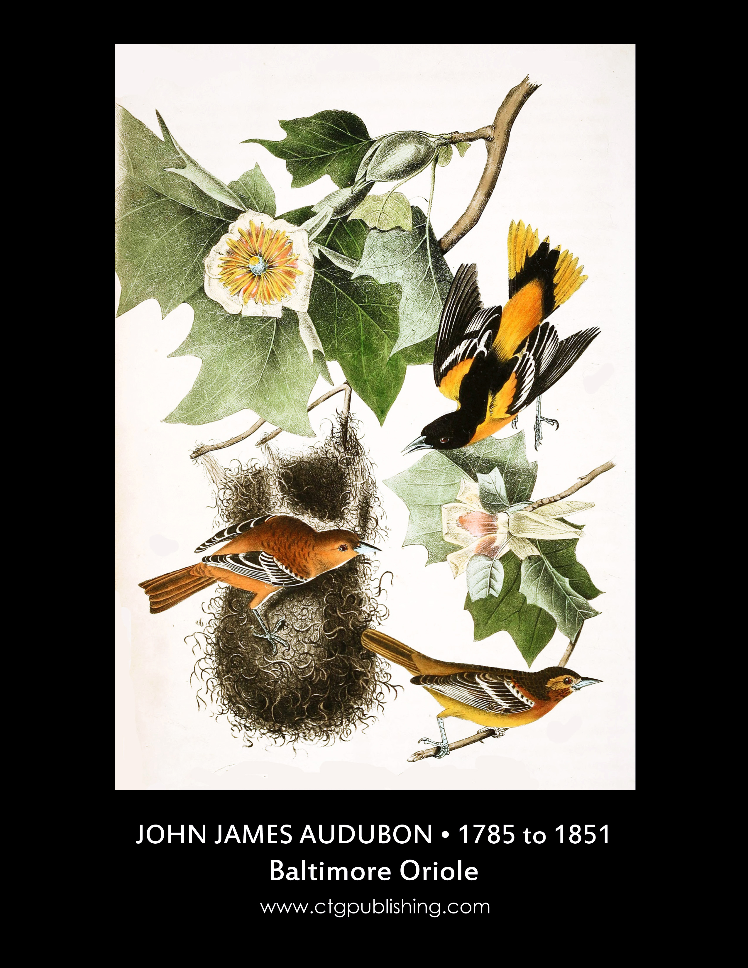 Baltimore Oriole Illustration By John James Audubon Circa 1840
