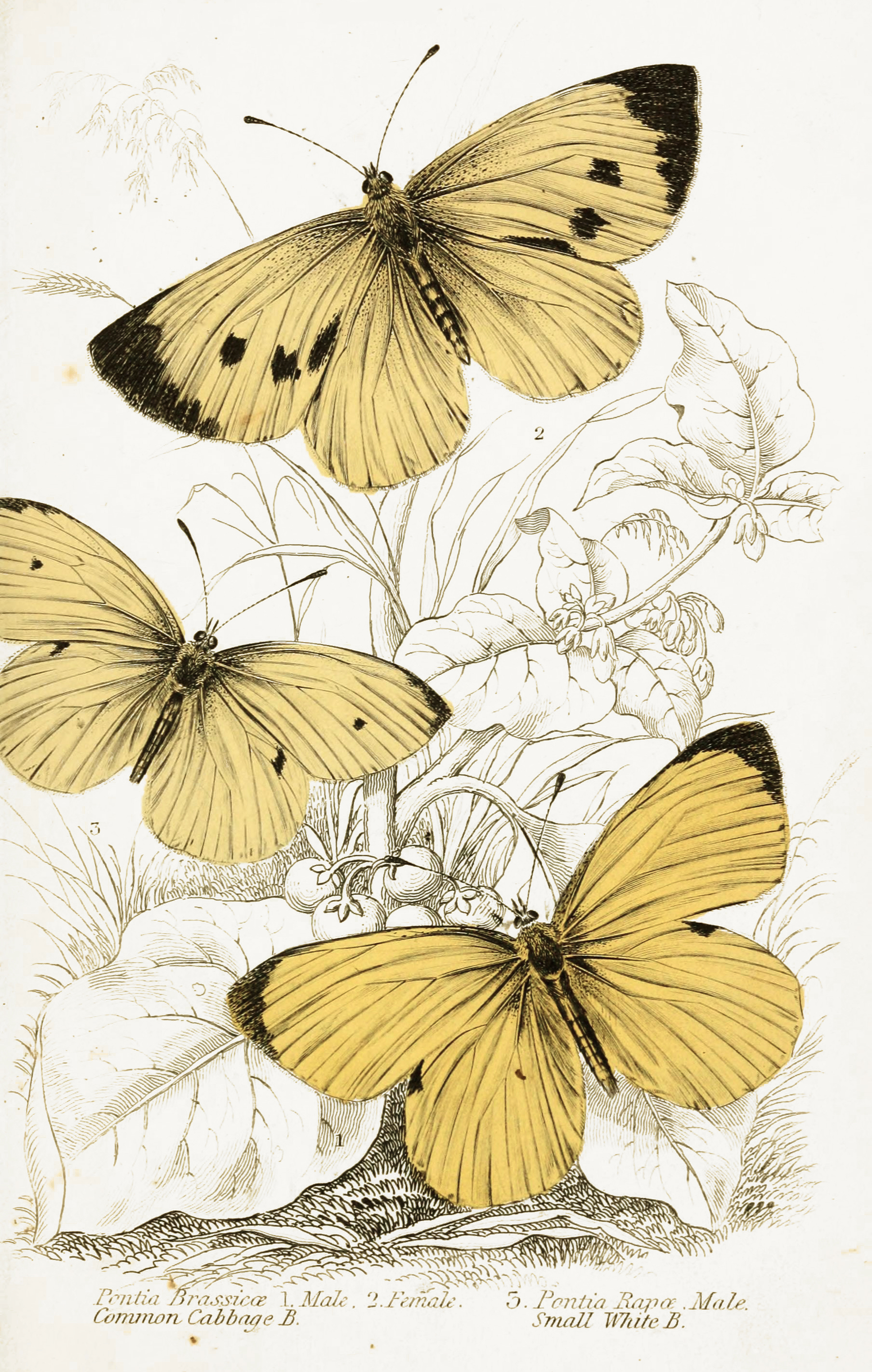 Common Cabbage and Small White Butterflies Illustration by W.H