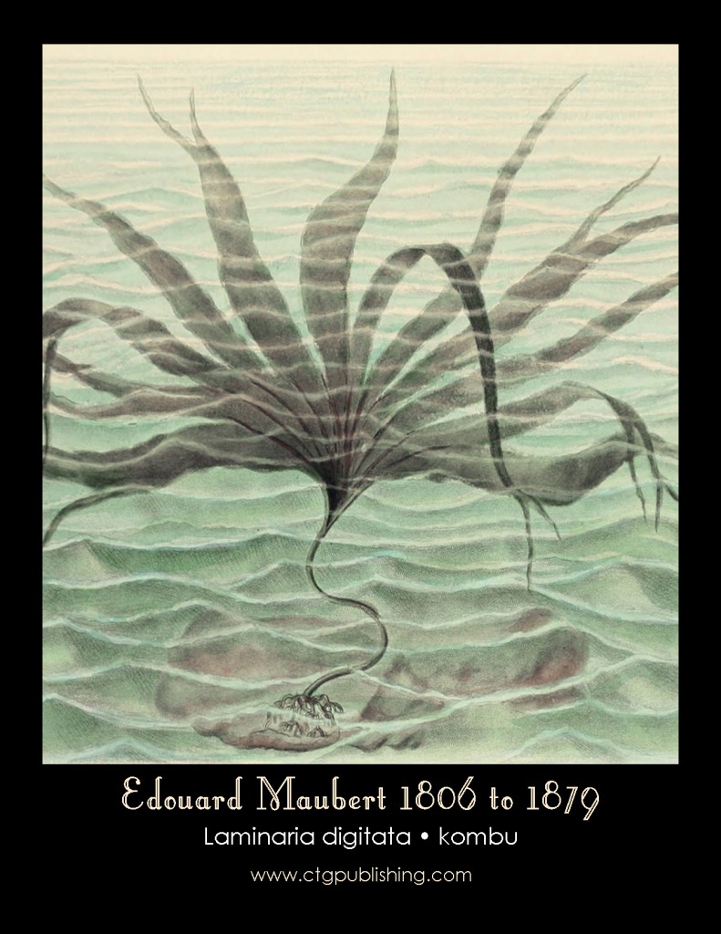 Edouard Maubert Kombu Seaweed Antique Print Delsc Aug 2012