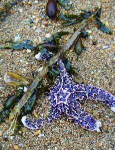 Starfish on the shore by the Ocean in Palos Verdes, California