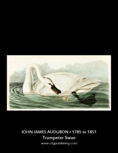 John James Audubon Bird Illustrations
