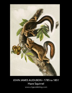 John James Audubon Squirrel Illustration