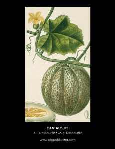 Descourtilz Botanical Fruit Illustrations Cantaloupe