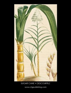 Descourtilz Botanical Vegetable Nuts Spice Herb Illustrations - Sugar