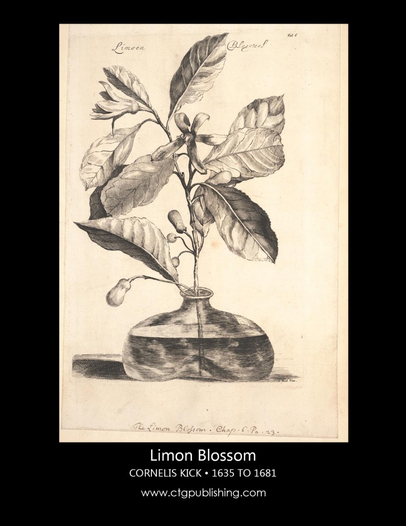 Antique Lemon Blossom Illustration by Cornelis Kick Botanical Illustration