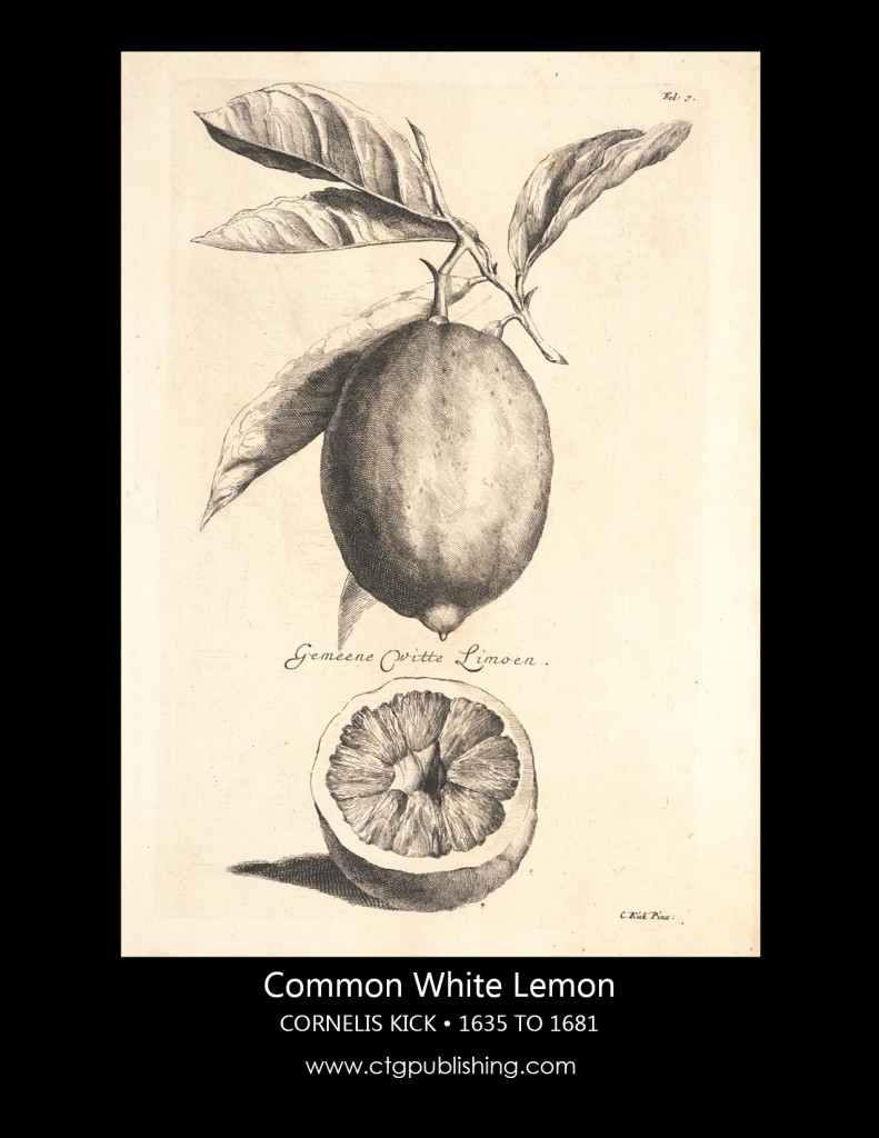Antique Lemon Fruit Illustration by Cornelis Kick Botanical Illustration
