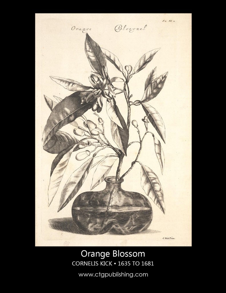 Antique Orange Blossom Illustration by Cornelis Kick Botanical Illustration