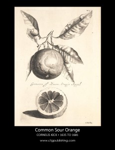 Antique Orange Fruit Illustration by Cornelis Kick Botanical Illustration