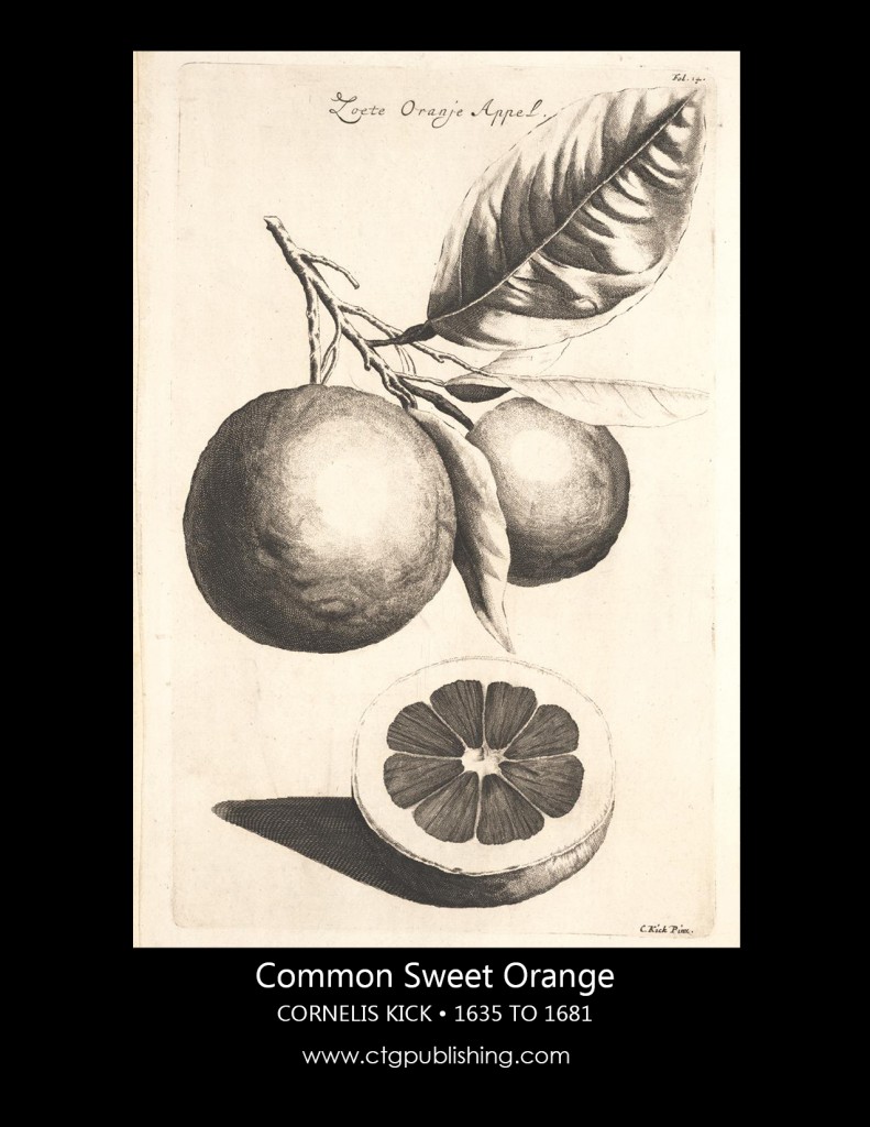 Antique Orange Fruit Illustration by Cornelis Kick Botanical Illustration
