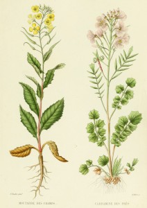Mustard Cardamine French Antique Botanical Print