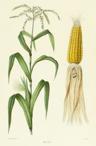 Corn French Antique Botanical Print