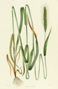 Rye French Antique Botanical Print