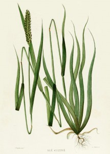Wheat French Antique Botanical Print