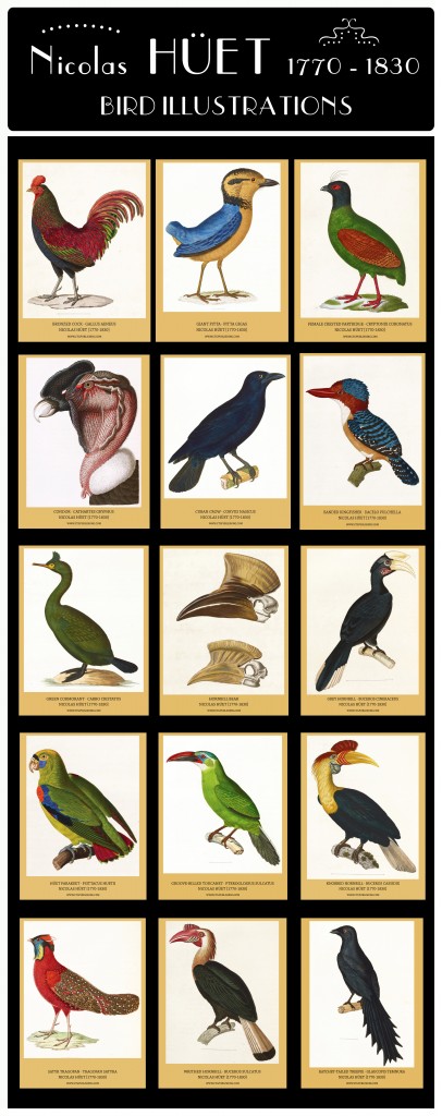 Nicolas Huet Bird Illustrations Composite