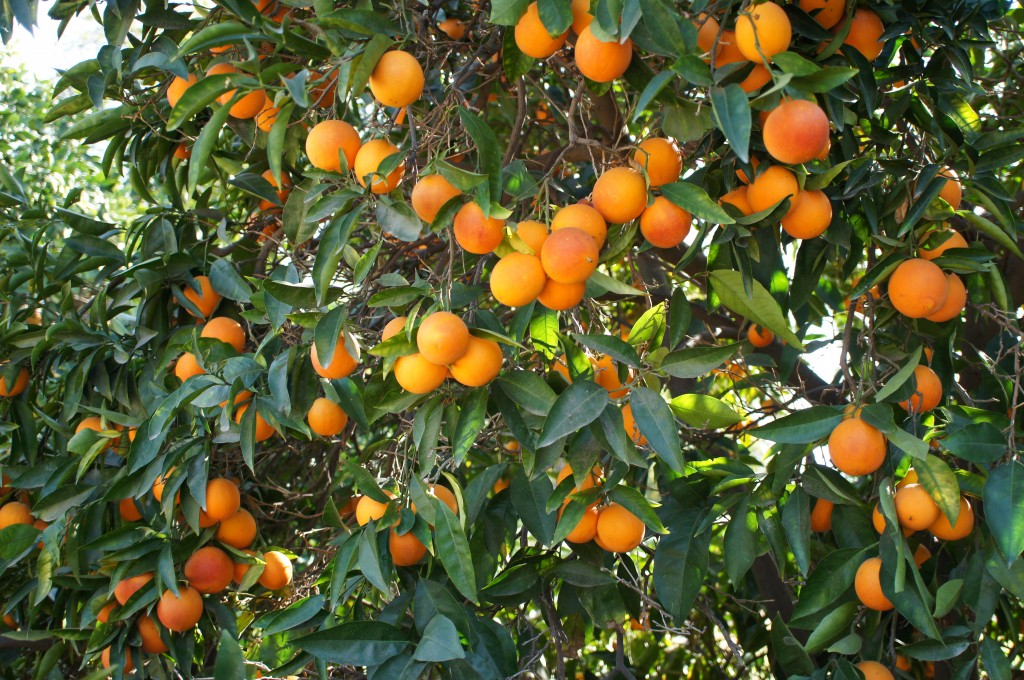 Blood Orange Tree - Fullerton Arboretum