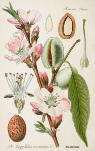 Almond Antique Botanical Illustration from Flora of Germany circa 1903