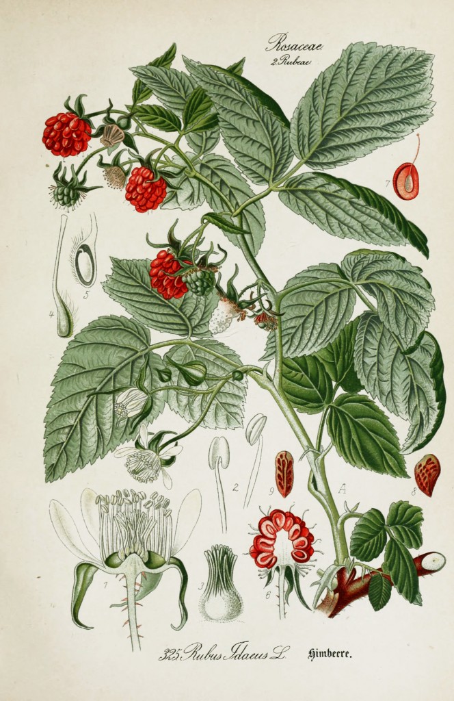 American Raspberry  Rubus idaeus Botanical Illustration from Flora of Germany circa 1903