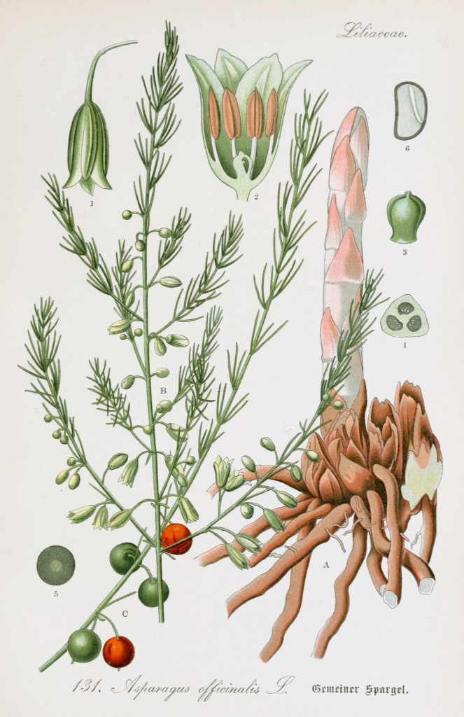 Asparagus Botanical Illustration from Flora of Germany circa 1903