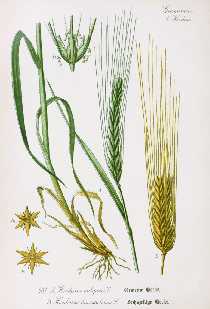 Barley Botanical Illustration from Flora of Germany circa 1903
