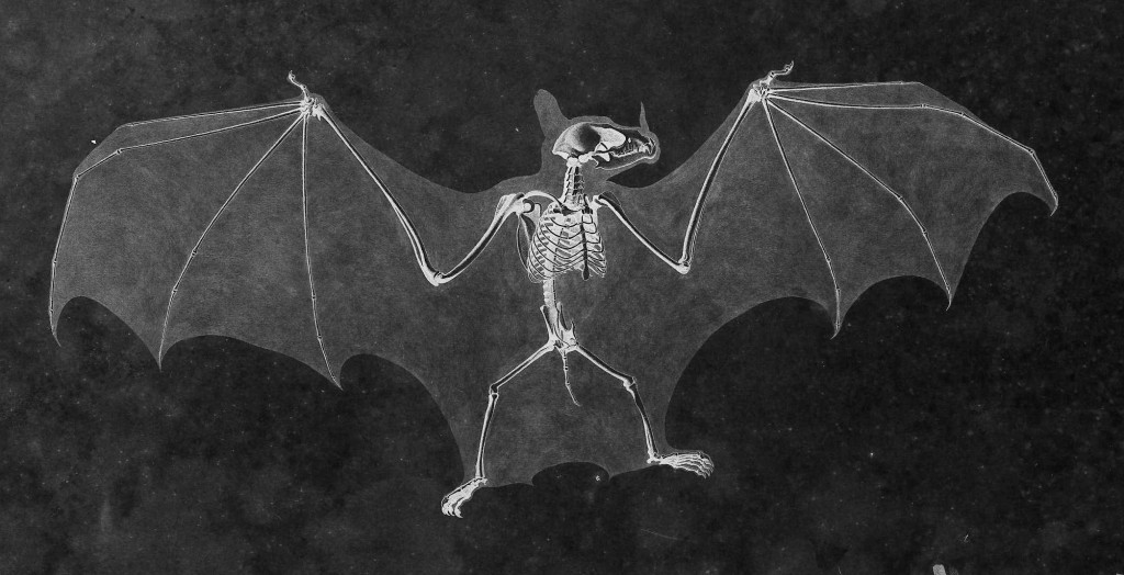 Bat Skeleton by Eduard Joseph D'Alton circa 1824