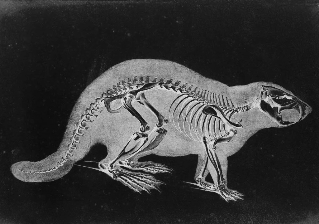 Beaver Skeleton by Eduard Joseph D'Alton circa 1823
