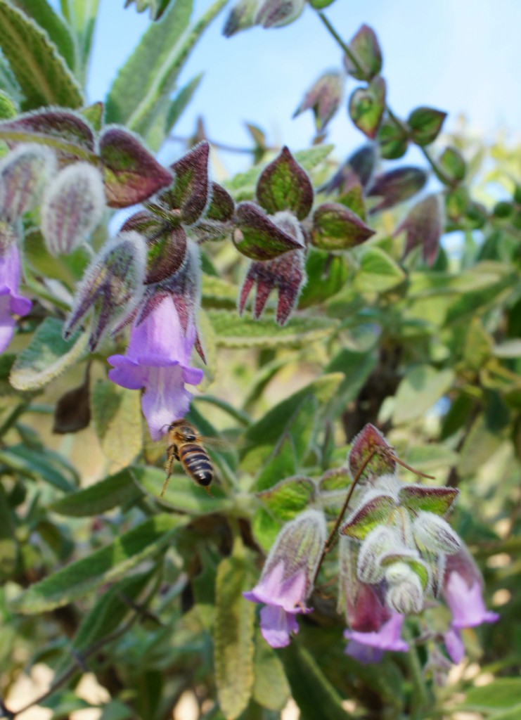 Honey Bee on Pitcher Sage Plant
