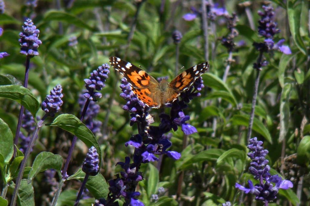 Butterfly and Lavender in San Diego CA