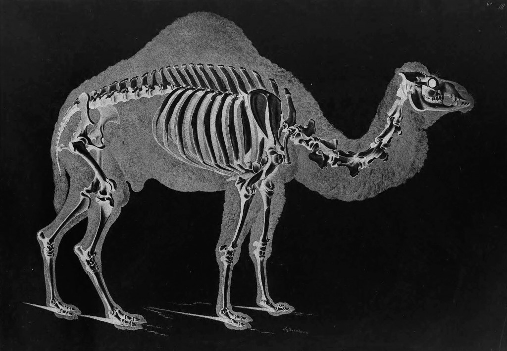 Camel Skeleton by Eduard Joseph D'Alton circa 1823