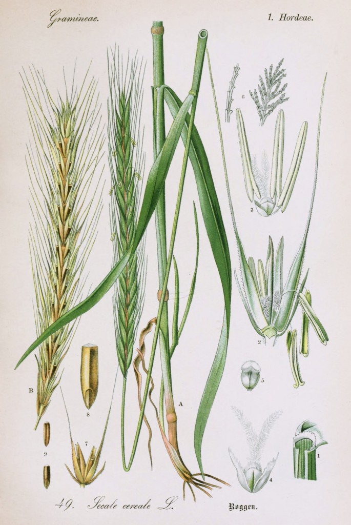 Cereal Rye Botanical Illustration from Flora of Germany circa 1903