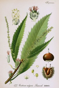 Chestnut Botanical Illustration from Flora of Germany circa 1903