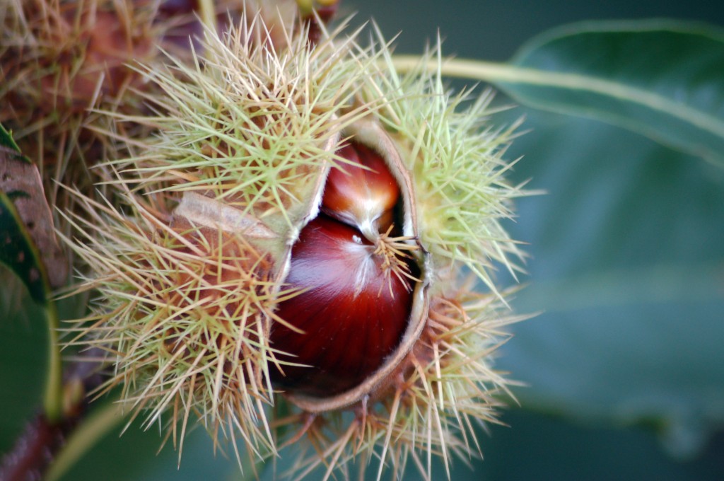 Chestnuts at Kew Garden by Rob Young