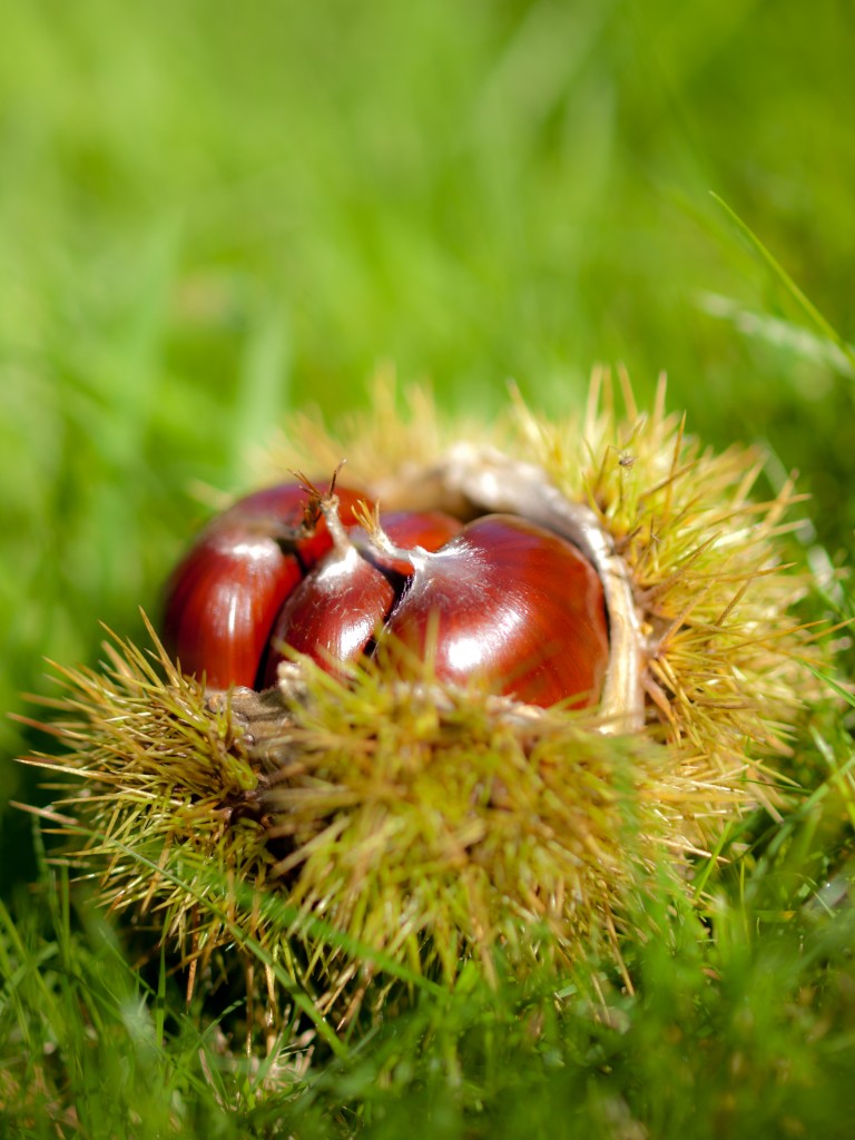 Sweet Chestnuts by William Warby