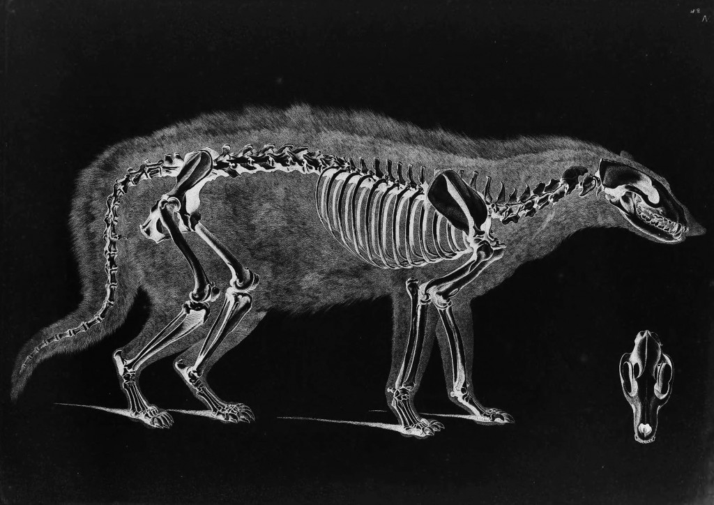 Civet Skeleton by Eduard Joseph D'Alton circa 1822