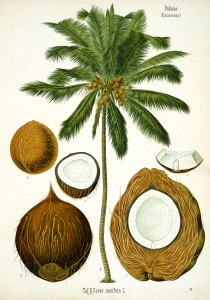 Coconut Palm Tree Antique Botanical Print from Kohler's Medizinal Pflanzen circa 1883