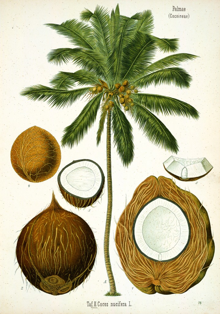 Coconut Palm Tree Antique Botanical Print from Kohler's Medizinal Pflanzen circa 1883