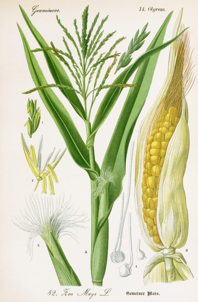 Corn Botanical Illustration from Flora of Germany circa 1903