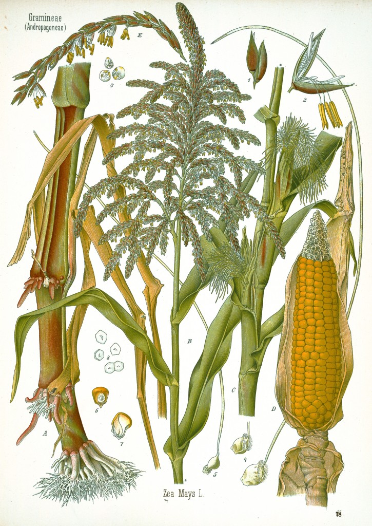 Corn Antique Botanical Print from Kohler's Medizinal Pflanzen circa 1883