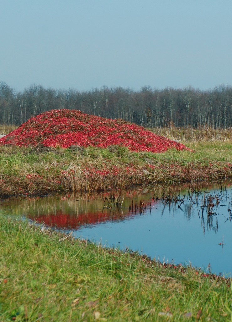 A Cranberry Bog After Cultivation Cranberry Farm to Fork Image Gallery