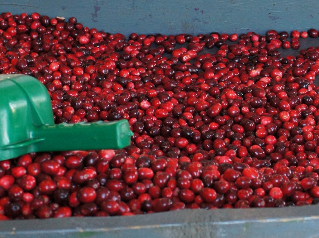 Cranberries After Sorting - Ready for Packaging