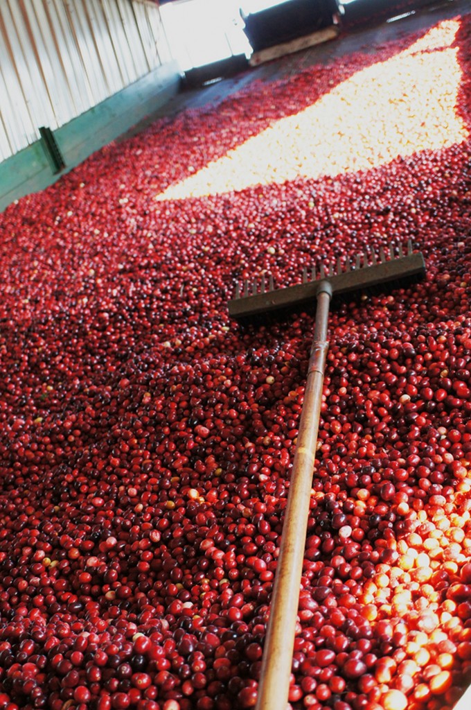 Cranberries After Washing - Ready for Sorting