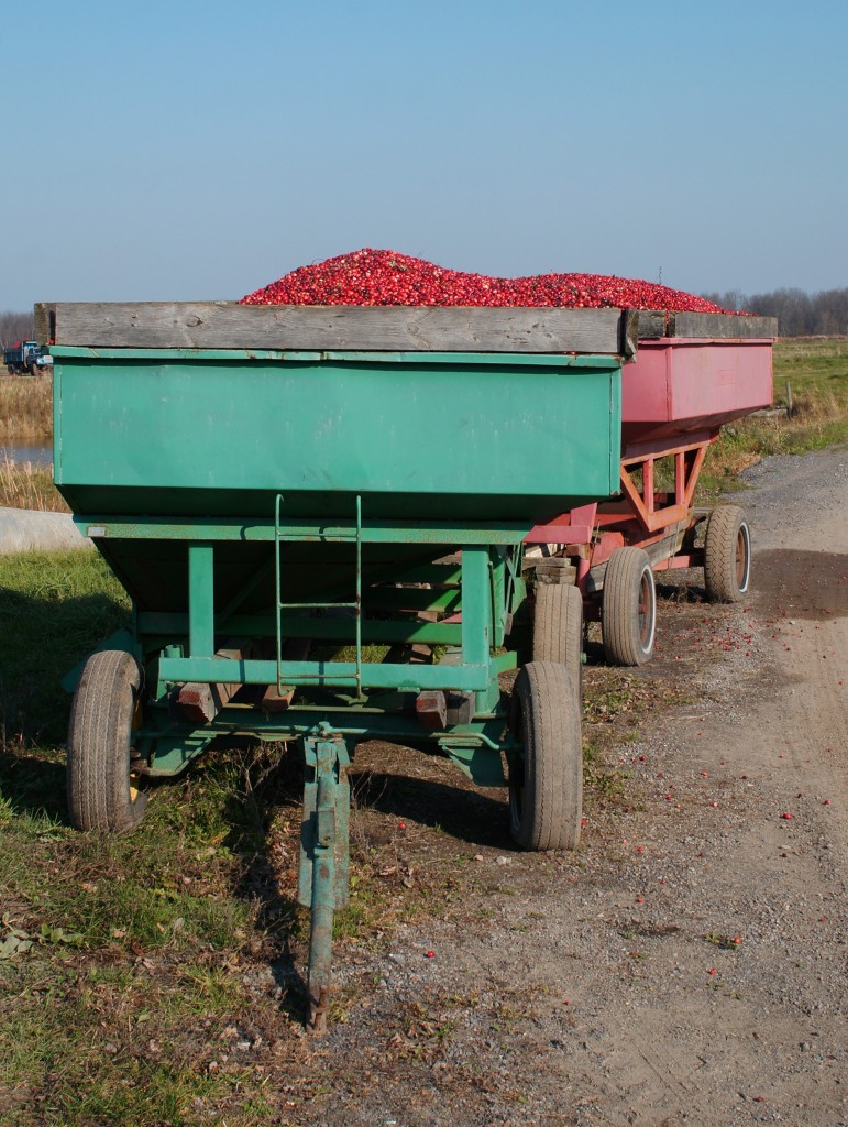 Cranberries Waiting for Cleaning and Processing