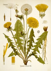 Dandelion Antique Botanical Print from Kohler's Medizinal Pflanzen circa 1883