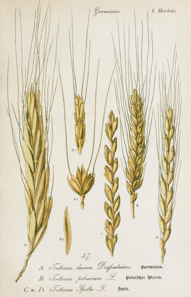 Durum Wheat Botanical Illustration from Flora of Germany circa 1903