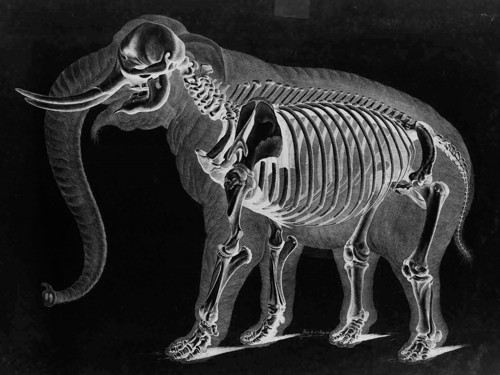 Elephant Skeleton by Eduard Joseph D'Alton circa 1821