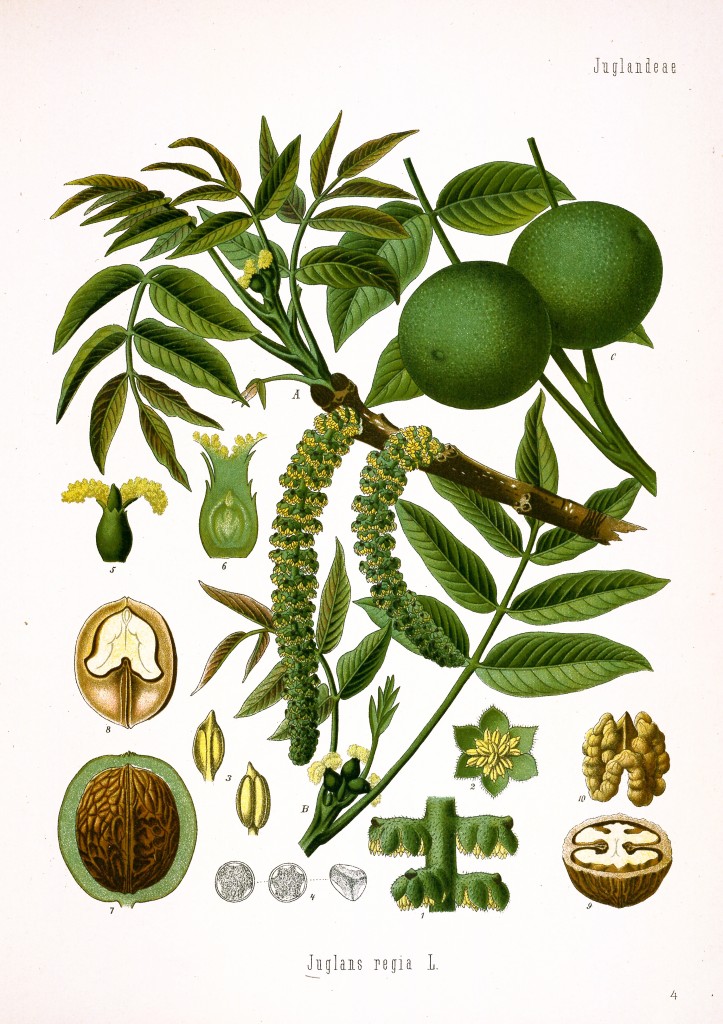 English Walnut Antique Botanical Print from Kohler's Medizinal Pflanzen circa 1883