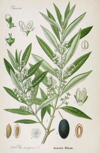 Olive Botanical Illustration from Flora of Germany circa 1903
