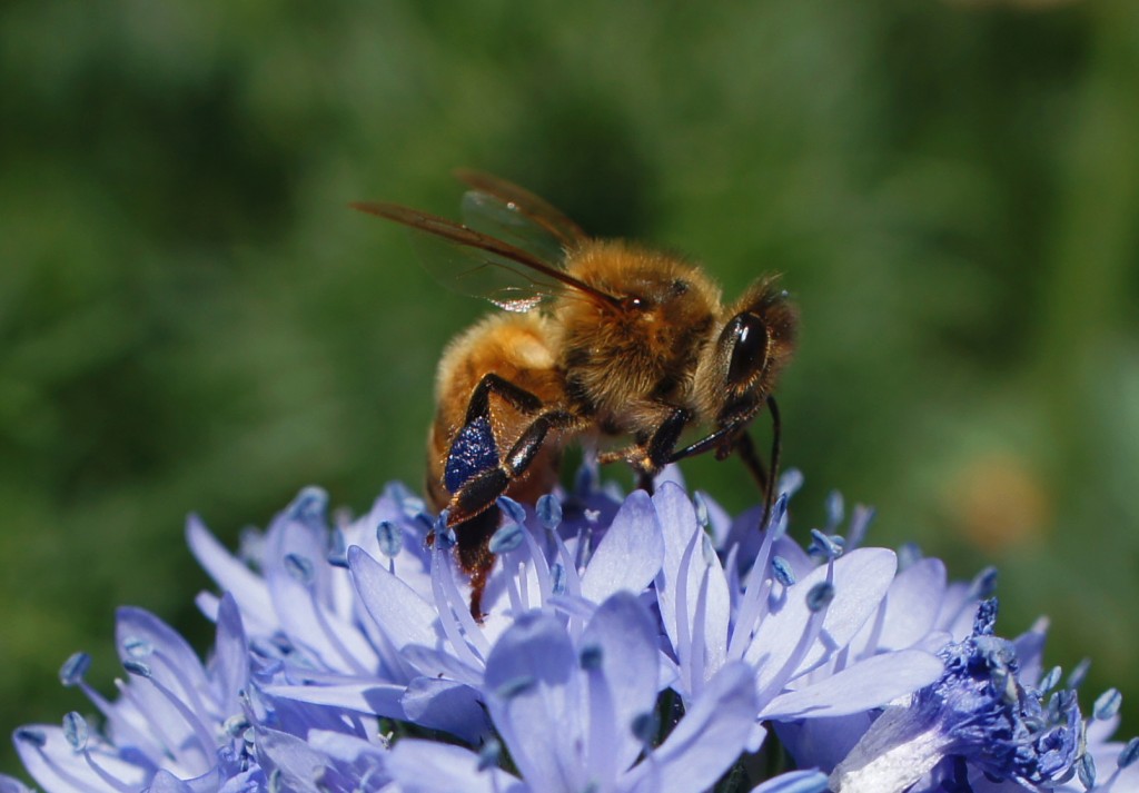 Frustrated Honey Bee with Blue Pollen by CTG Publishing