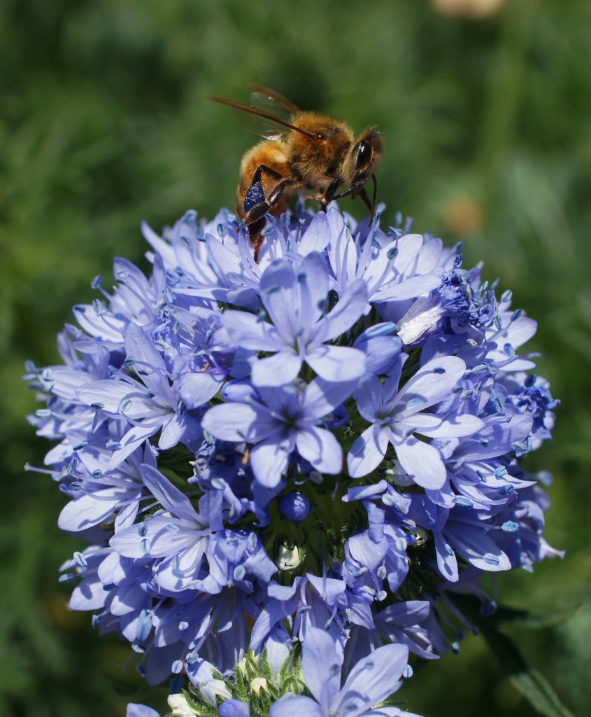 Honey Bee with Blue Pollen by CTG Publishing