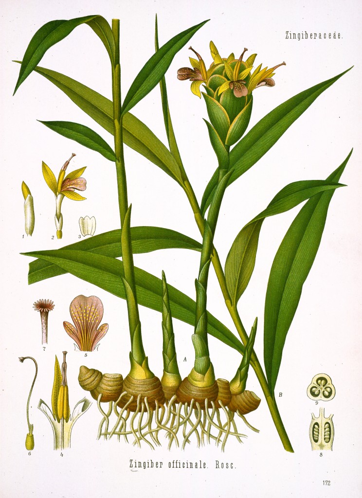 Ginger Antique Botanical Print from Kohler's Medizinal Pflanzen circa 1883
